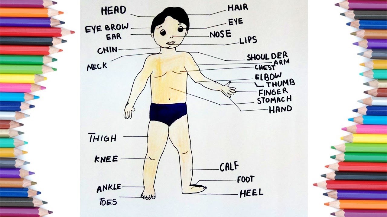 Featured image of post Easy Body Drawing For Kids